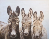 virginie-raguin-artiste - Animaux