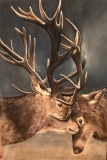 virginie-raguin-artiste - Animaux